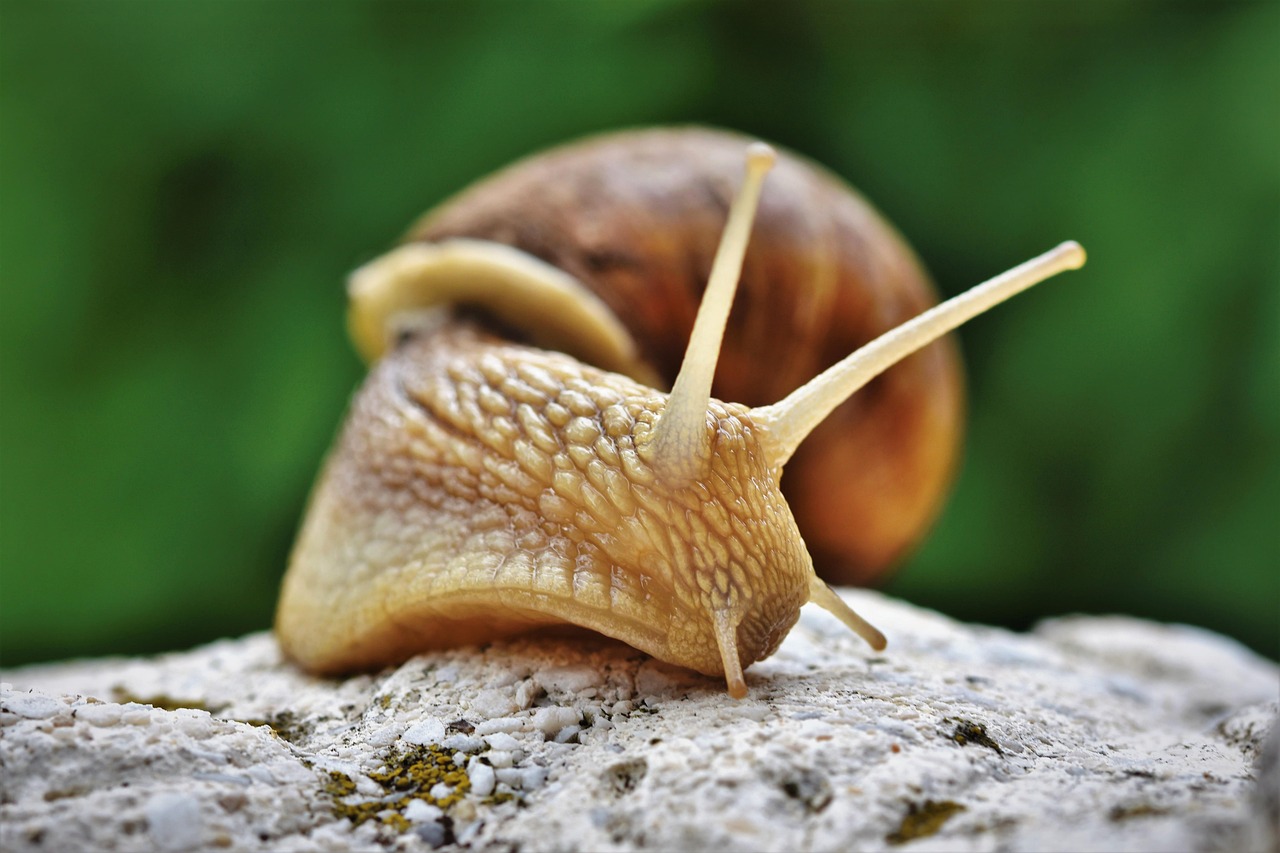 Discover the Beauty of Snails: Free HD Snail Pictures and Images for