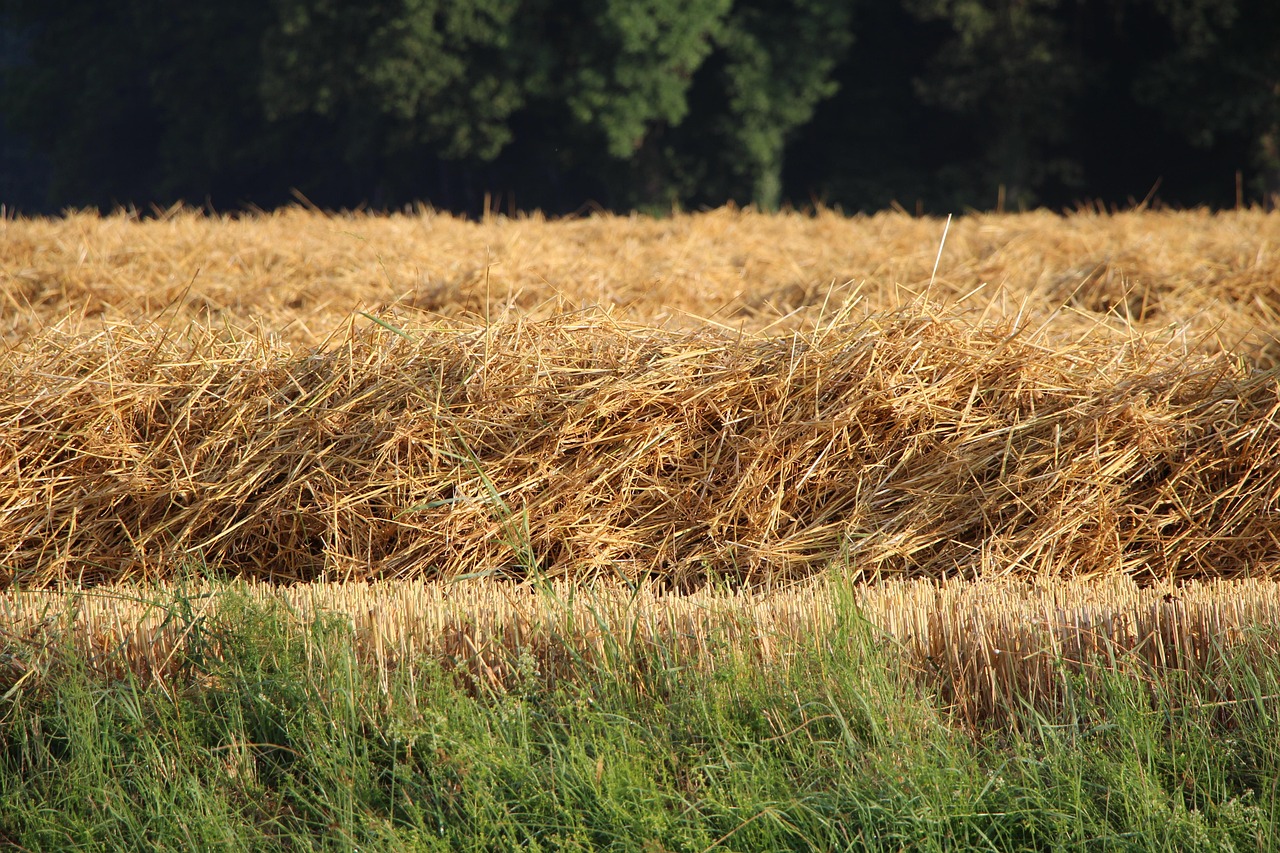 Landscape Straw Poppy - Free photo on Pixabay - Pixabay