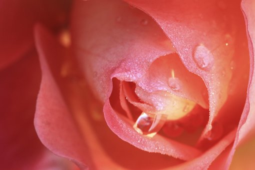 Free Flower Rose photo and picture
