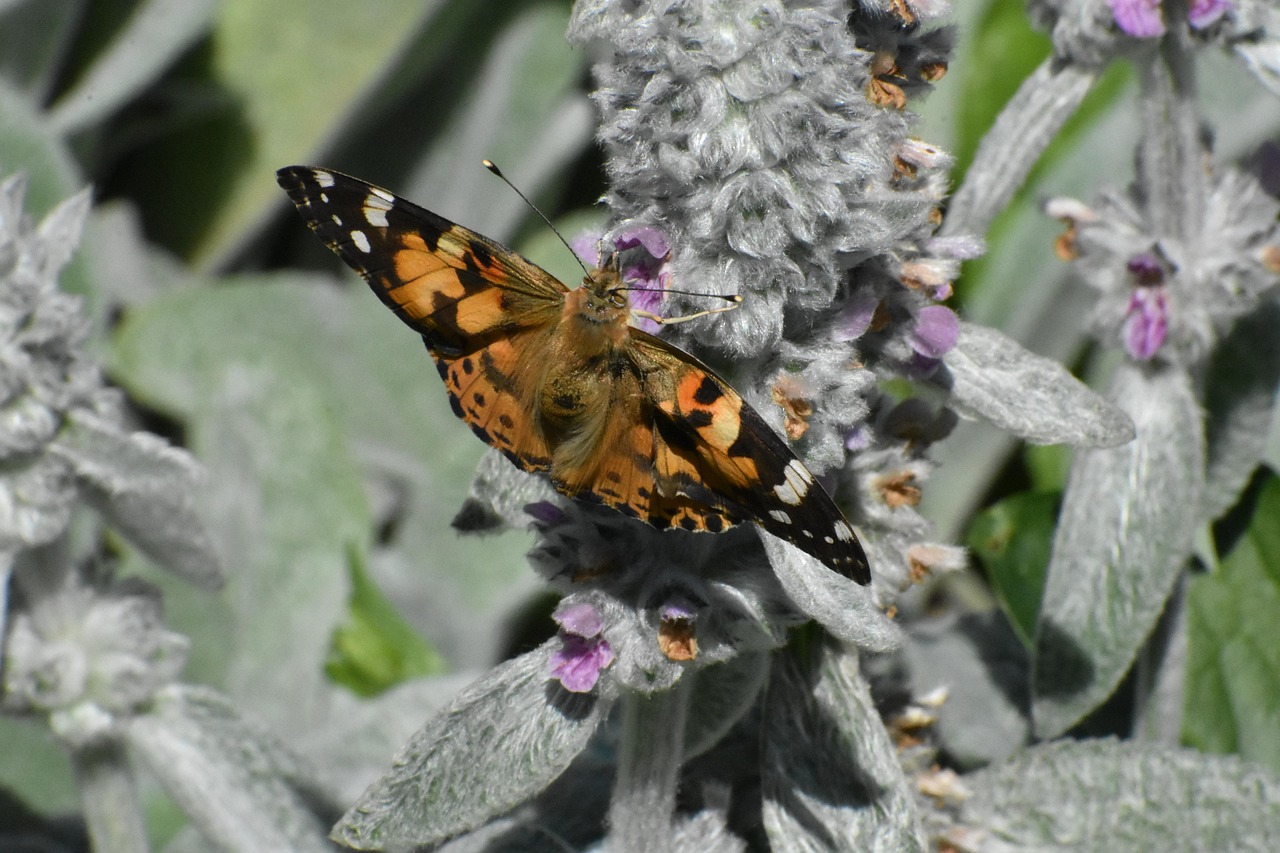 Butterfly - free online jigsaw puzzle photo