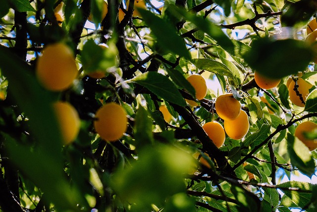 Free Mirabelle Plum photo and picture