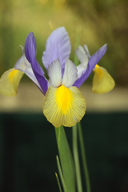 Free Spring Plants photo and picture