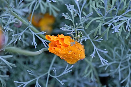 Free Californian Poppy Poppy photo and picture