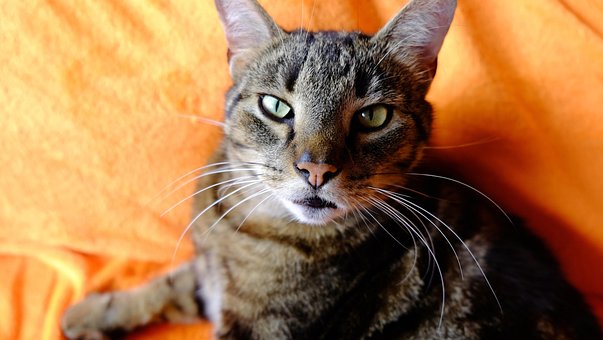 Free Cat Tomcat photo and picture