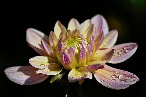 Free Dahlia Nature photo and picture
