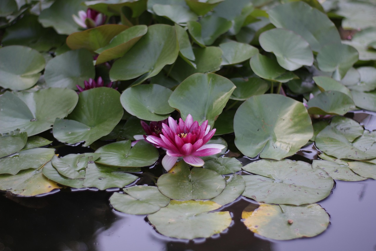 Water Lily Fountain Free photo on Pixabay Pixabay