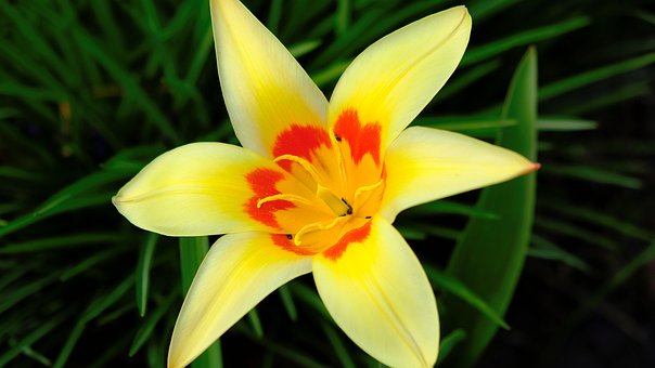 Free Flower Beautiful Flowers photo and picture