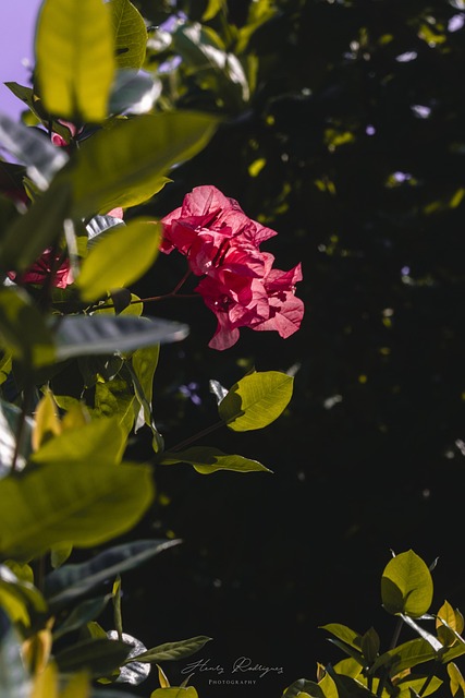 Free Flowers Natural photo and picture