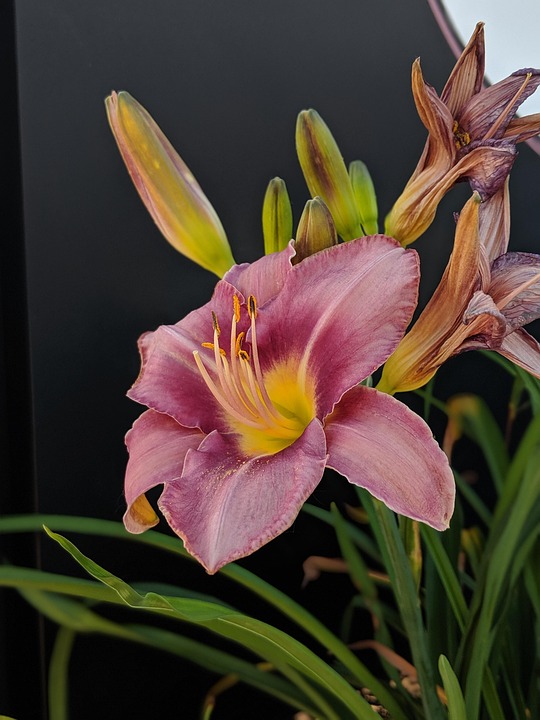 Flower Lily Bloom - Free photo on Pixabay