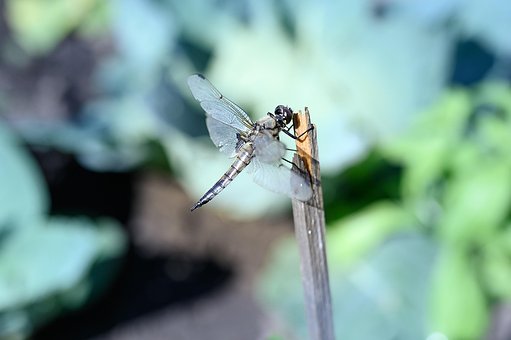 Libelle, Sommer, Insekt, Die Natur