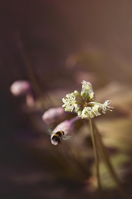 Bi, Blomst, Blomst Tapet, Blomstre, Have