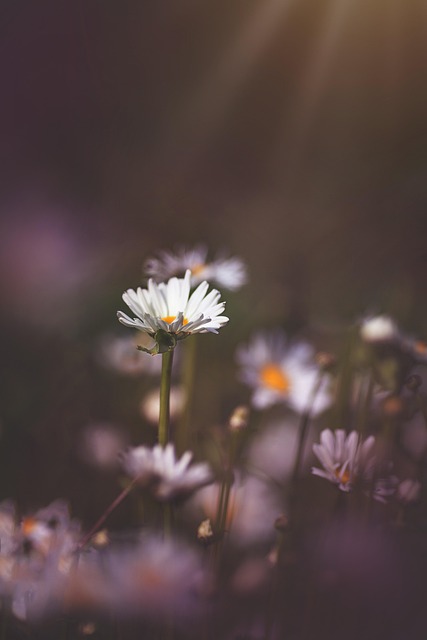 Blomster, Blomst Tapet, Flora, Natur