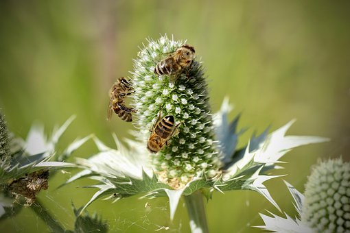 1 Kostenlose Elfenbein Mannstreu Eryngium Giganteum Fotos Pixabay