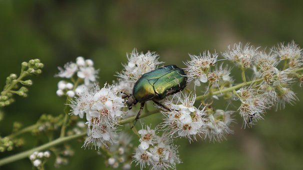 Kruszczyca, Złotawka, Nature, Insekt