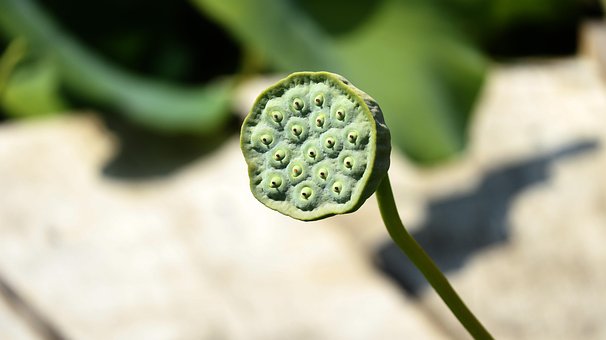 Lotus, Blomst, Ledd, Sommer, Planter