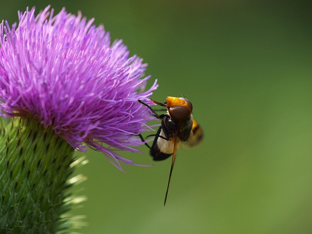 Free Hover Fly Insect photo and picture