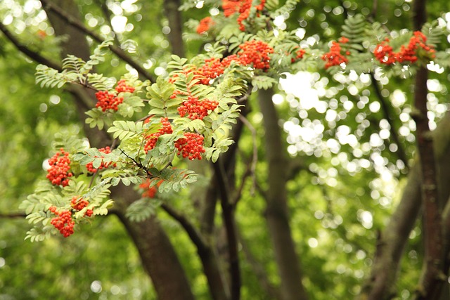 Free Bunches Of Rowan Rowan photo and picture