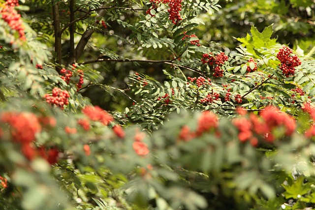 Free Bunches Of Rowan Rowan photo and picture