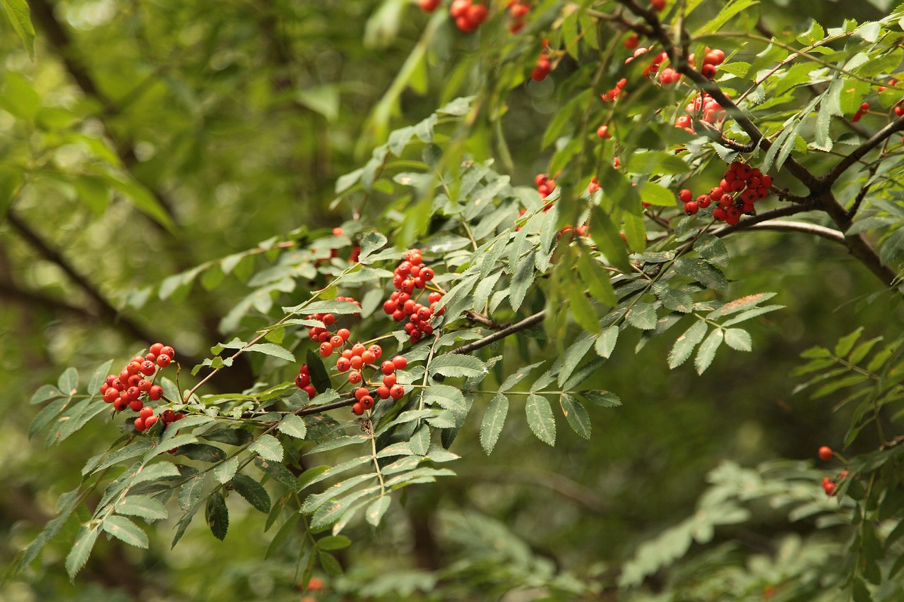 40 多张免费的“灰烬”和“燃烧”照片 - Pixabay