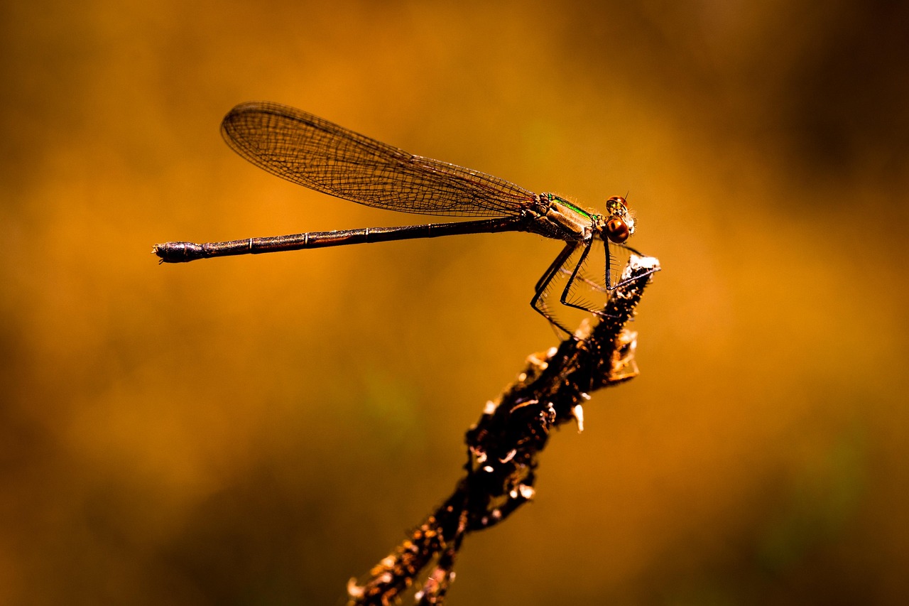 Más de 7 000 imágenes gratis de Libélulas y Naturaleza - Pixabay
