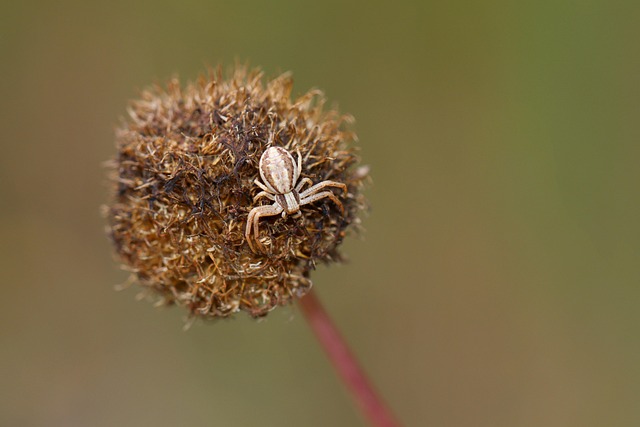 Insect, Spin, Macro, Natuur, Arachnid