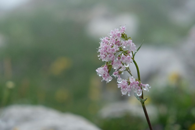 Free Flower Flower Background photo and picture