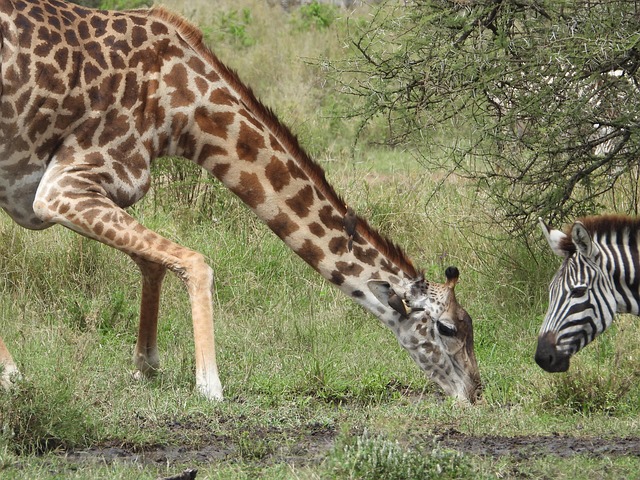 Free Giraffe Africa photo and picture