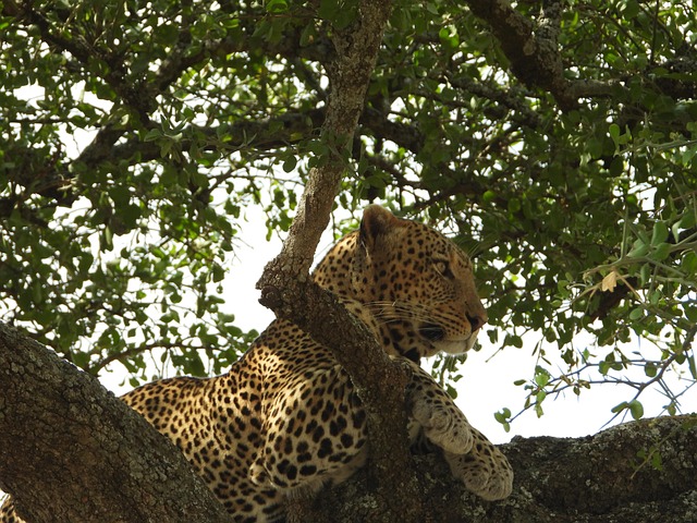 Free Leopard Tanzania photo and picture
