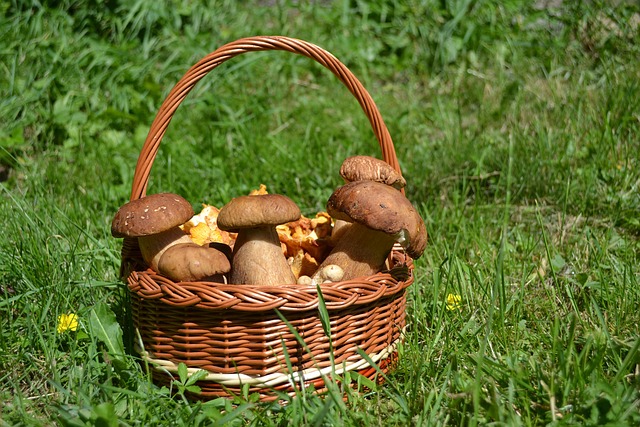 Free Mushroom White Mushroom photo and picture
