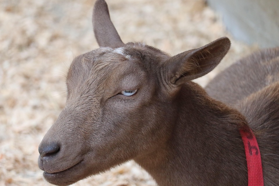 Goat Sleeping Pa - Free photo on Pixabay