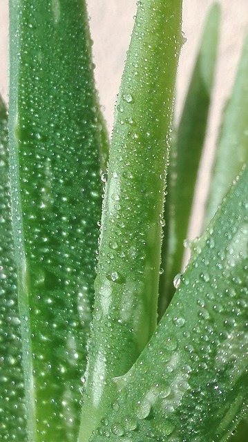 Free Aloe Vera Plant photo and picture