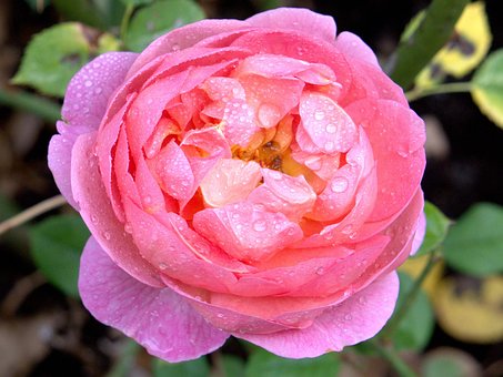 Free Rose Pink photo and picture