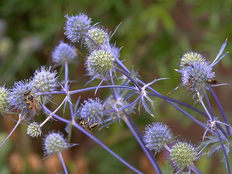 Free Blue Thistle photo and picture