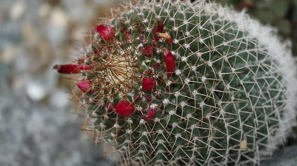 Kaktus, Anlegg, Nature, Blomst, Hage