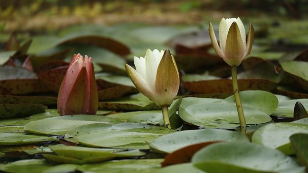 Liljer, Vakre Blomster, Vann, Ledd