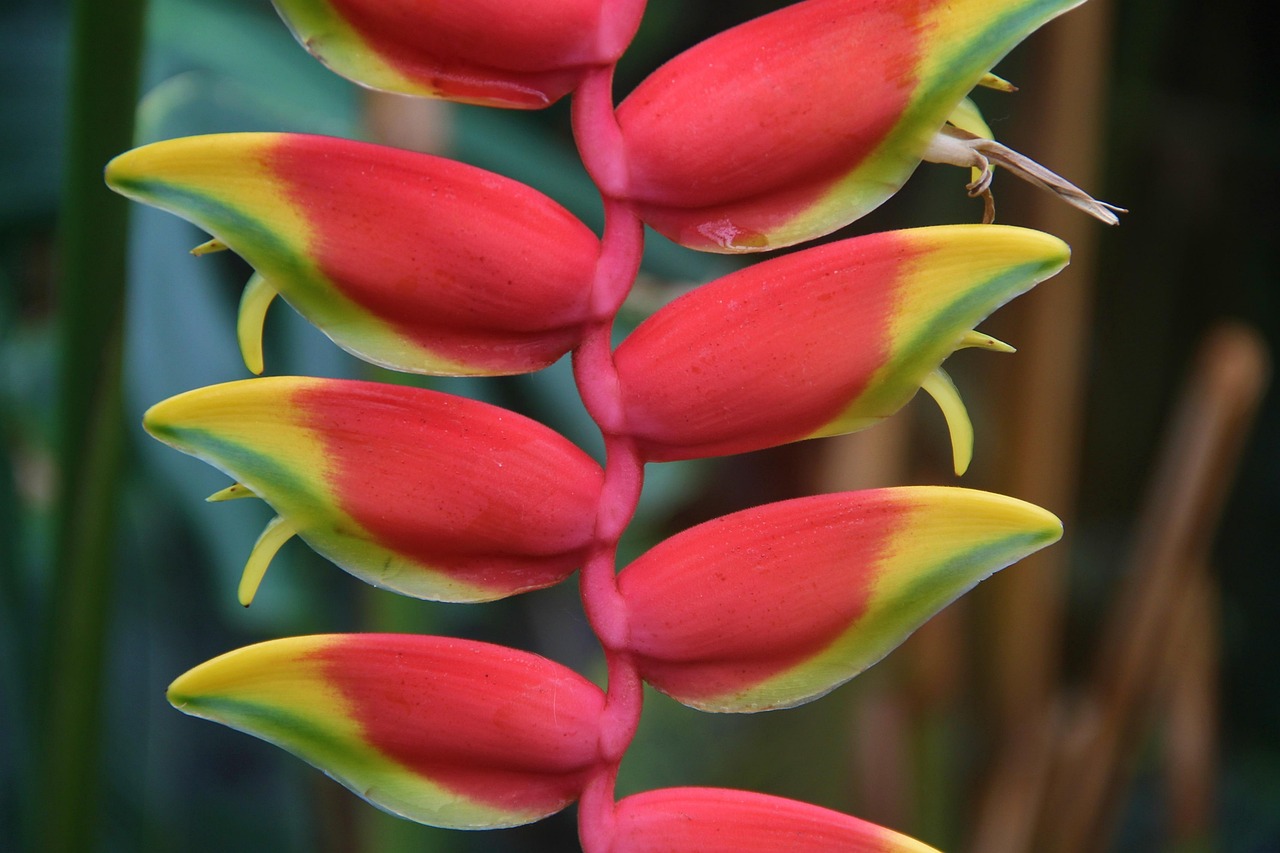 Helikonie Heliconia Tropen Kostenloses Foto auf Pixabay