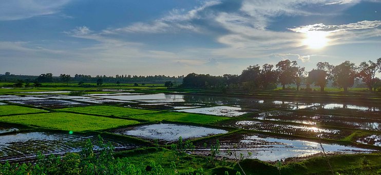 Arroz, Natureza, Fazenda, Ásia
