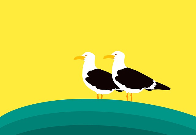 Free seagull bird standing illustration