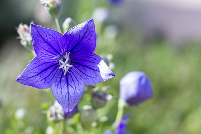 Free Flower Flower Wallpaper photo and picture
