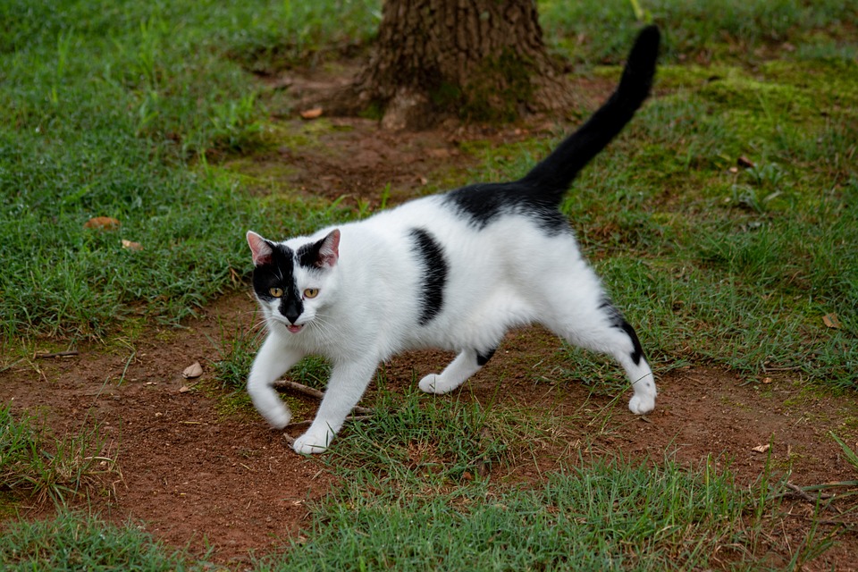 cat-un-chat-domestique-animal-de-photo-gratuite-sur-pixabay-pixabay