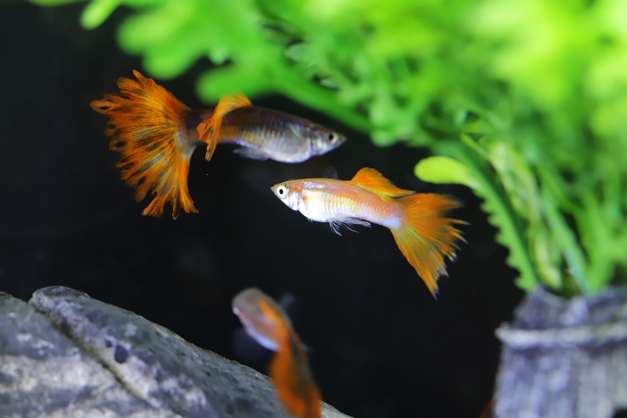 Goofillo Fish Goofy Tropical Fish Water - Free photo on Pixabay