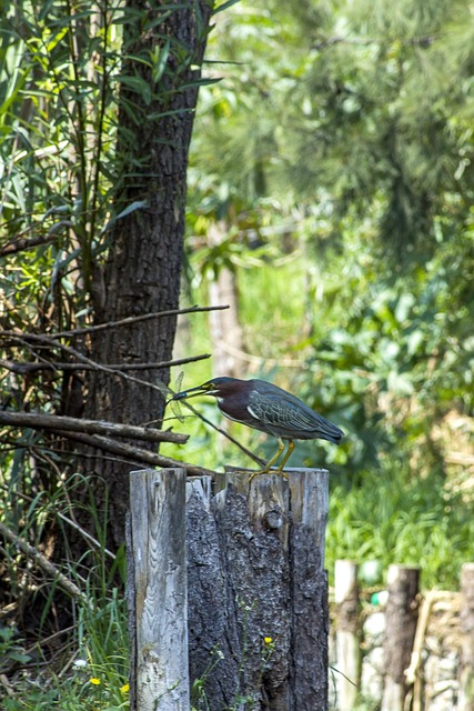 Free Nature Animal photo and picture