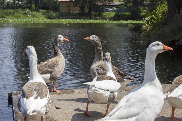 Free Animals Ducks photo and picture