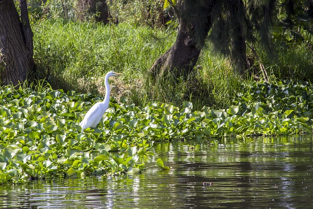 Free Nature Animal photo and picture