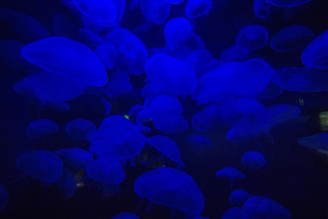 Free Jellyfish Ocean photo and picture