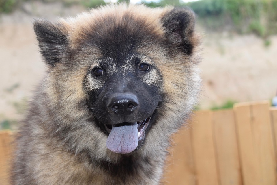 Dog Bitch Eurasier Puppy - Free photo on Pixabay