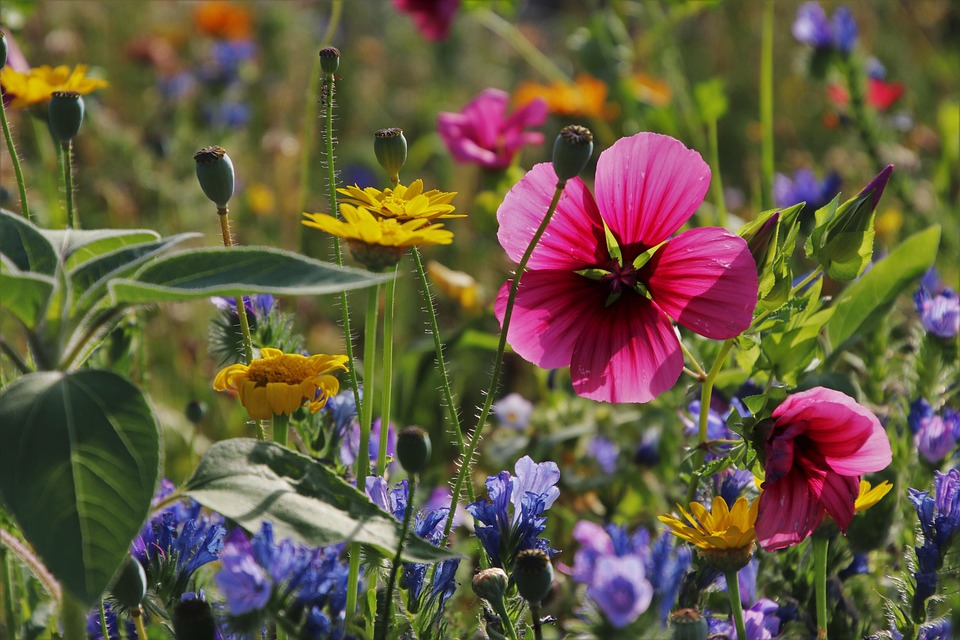 Mood Meadow Field Flowers The - Free photo on Pixabay - Pixabay