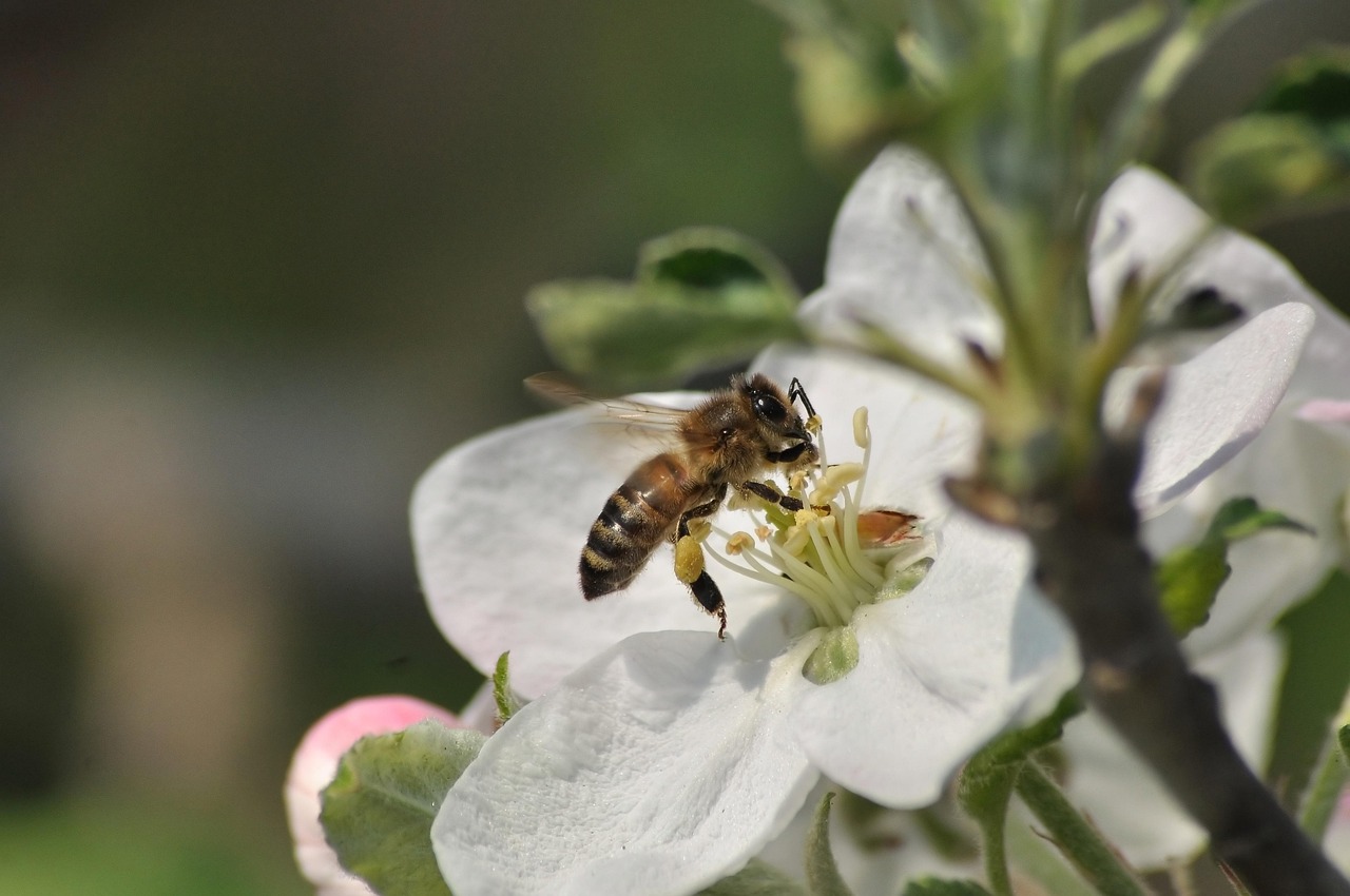 Bee - free online jigsaw puzzle photo