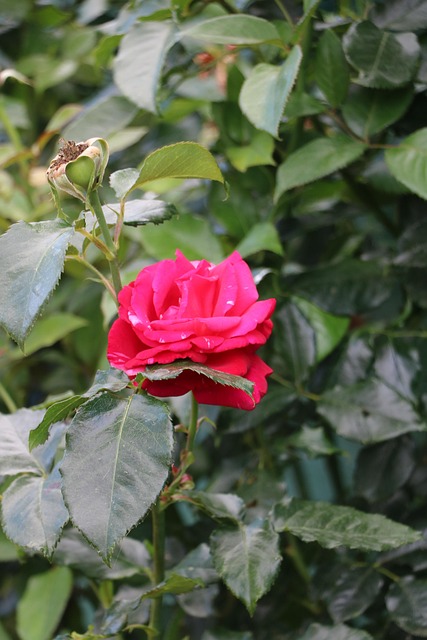 Botanisch, Blume, Rosa, Frühling, Flora