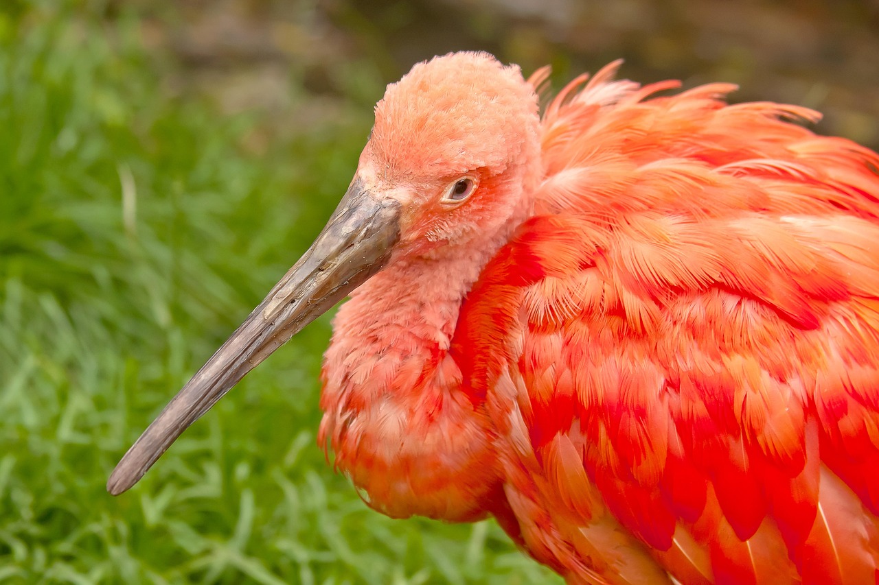 Bird Red Colorful Free photo on Pixabay Pixabay